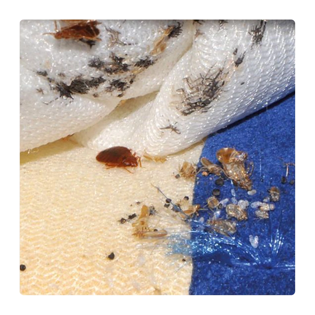nicevap-qv5-cimex-bugsbuster-220c-kizgin-buharli-tahtakurusu-dezenfeksiyon-ve-pest-control-cihazi-07